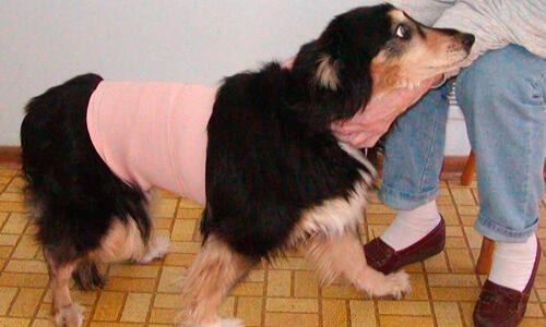 understanding-false-pregnancy-in-dogs-pethelpful